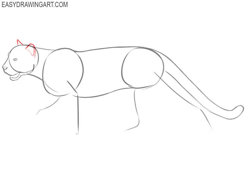 cougar drawing easy
