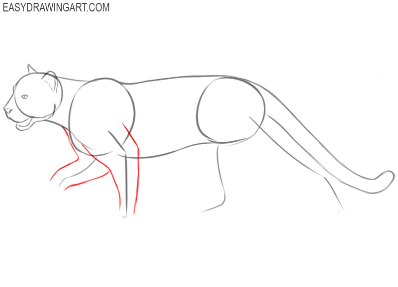 cougar drawing step by step