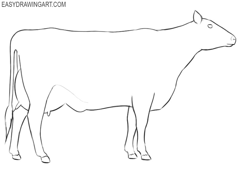 how to draw a cow easy step by step for beginners