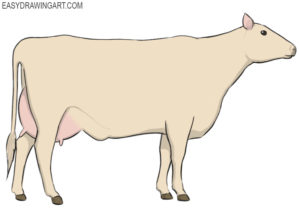 How to draw a cow