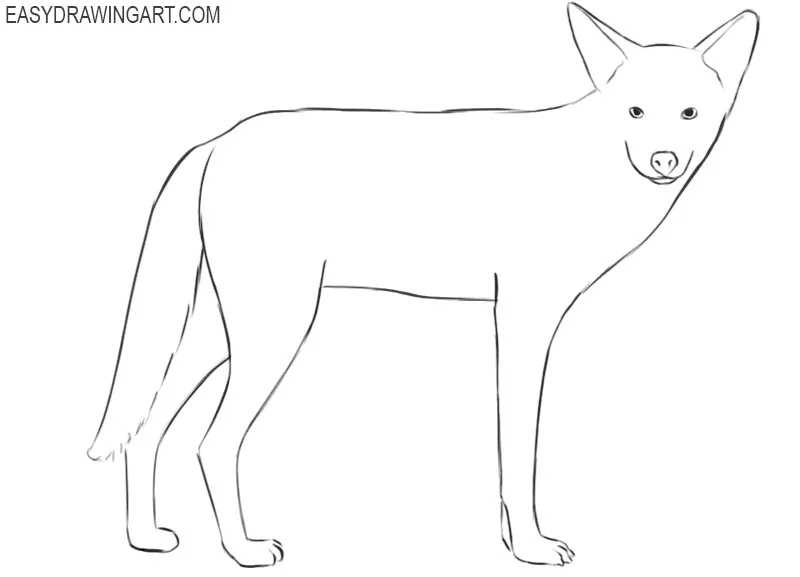 how to draw a coyote easy step by step 