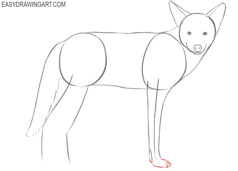 How to Draw a Coyote Easy Drawing Art