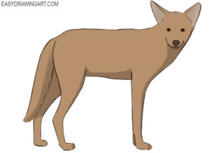 How to draw a coyote