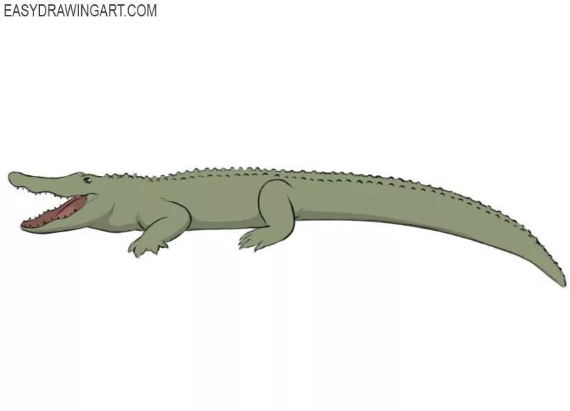 How to Draw a Crocodile - Easy Drawing Art