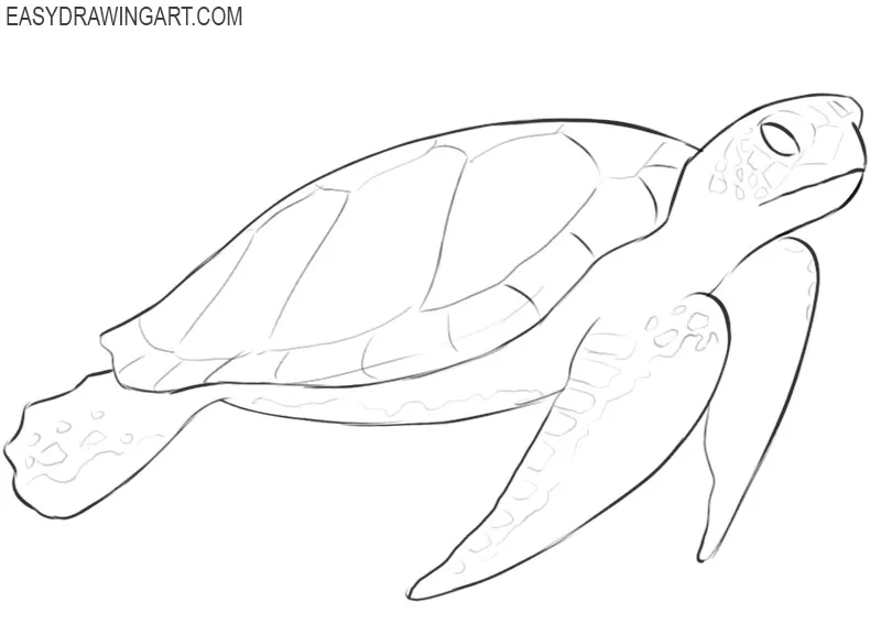 how to draw a cute and easy sea turtle