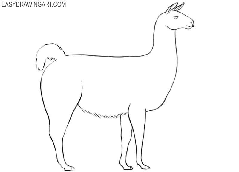 how to draw a cute cartoon llama