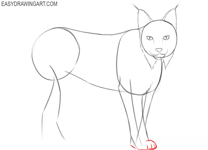how to draw a cute cartoon lynx