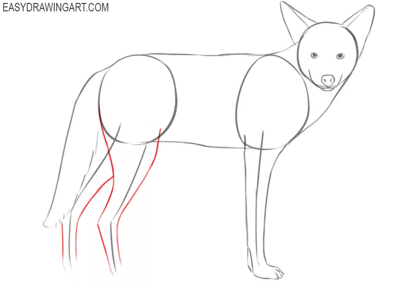 how to draw a cute coyote step by step