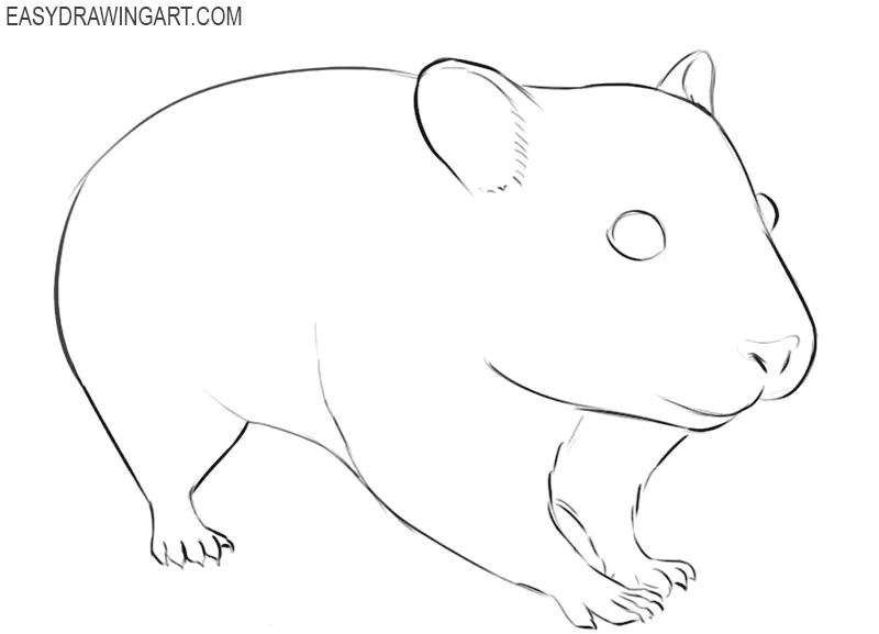 how to draw a cute hamster easy