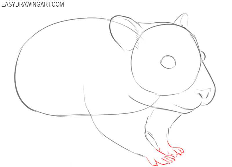 how to draw a cute hamster step by step