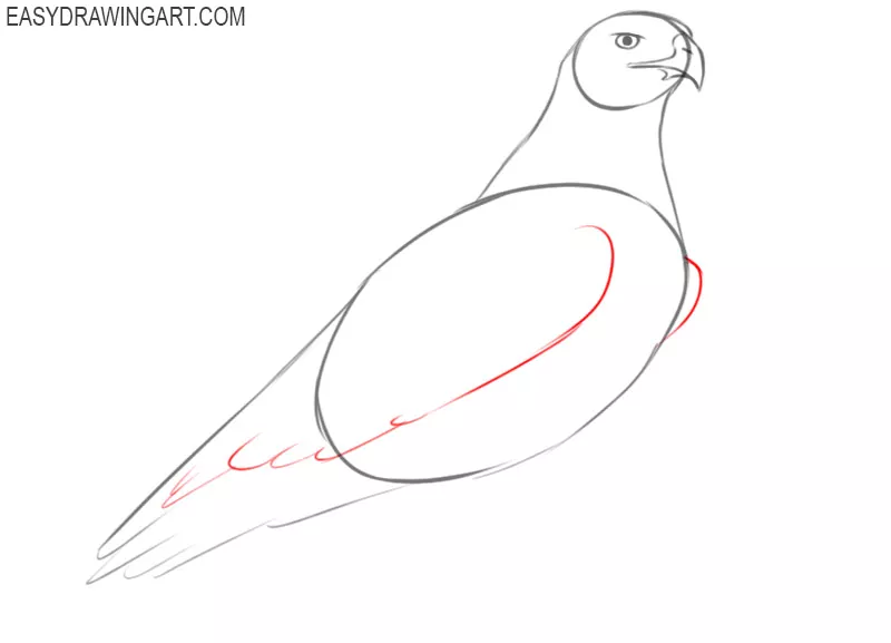 how to draw a cute hawk