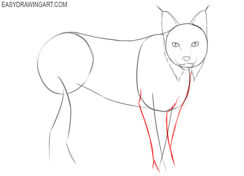 how to draw a cute lynx