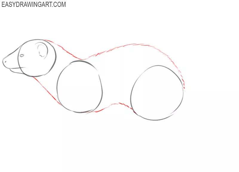 how to draw a ferret easy