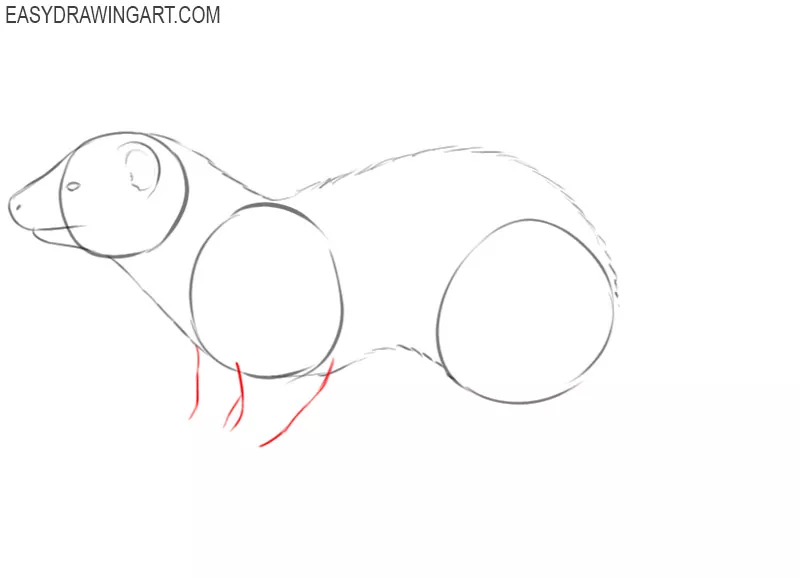 how to draw a ferret step by step