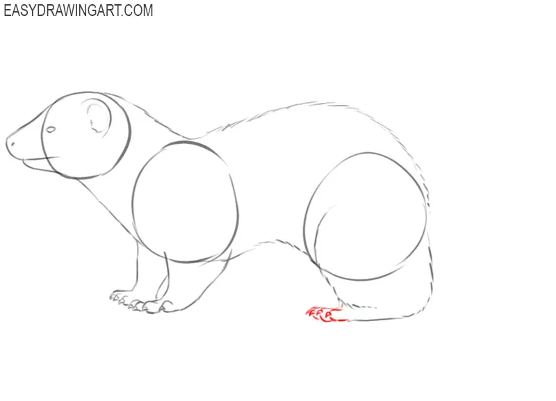 how to quickly draw a ferret