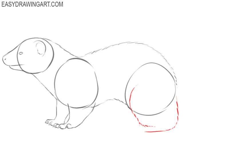 how to draw a ferret step by step easy