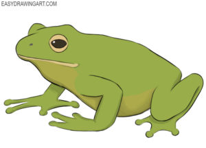 How to draw a frog