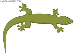 How to draw a gecko