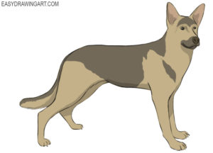 How to draw a german shepherd
