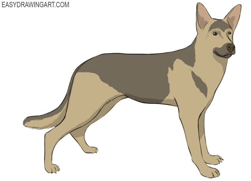 How to Draw a German Shepherd