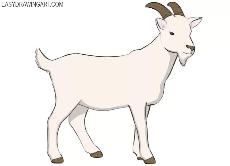 how to draw a goat