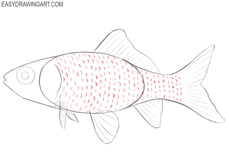 how to draw a goldfish in steps 