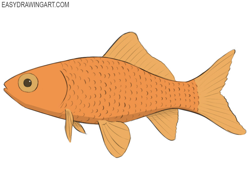 how to draw a goldfish