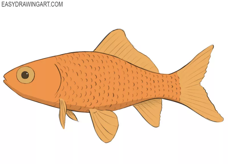 Goldfish Fish Outline Drawings  Png Download  Gold Fish Line Art  Transparent Png  Transparent Png Image  PNGitem