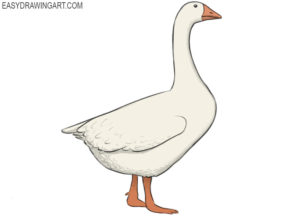 How to draw a goose