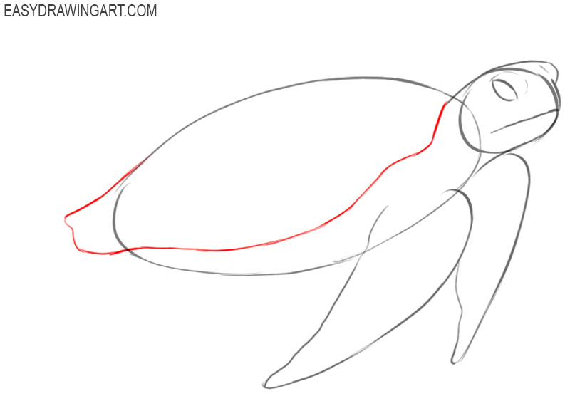 how to draw a green sea turtle 