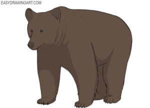 How to draw a grizzly