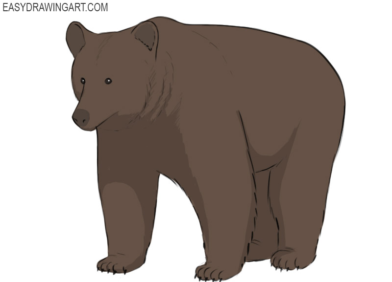 grizzly drawing cartoon 