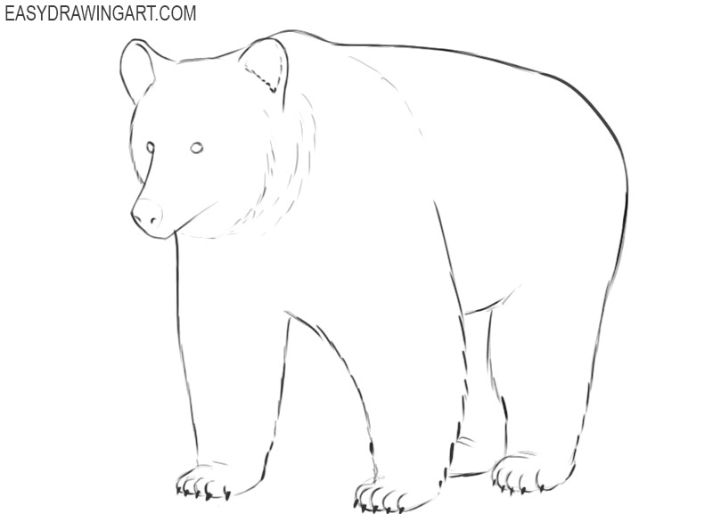 grizzly drawing images 