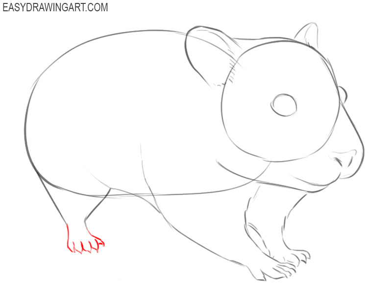 how to draw a hamster easy step by step