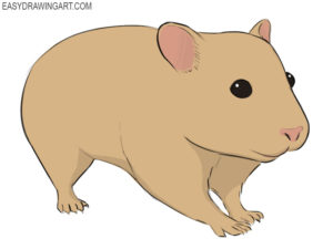 How to draw a hamster