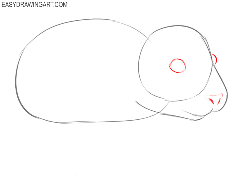 how to draw a hamster step by step easy