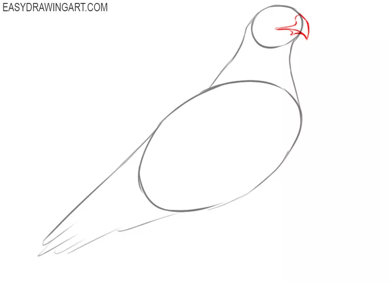 how to draw a hawk bird