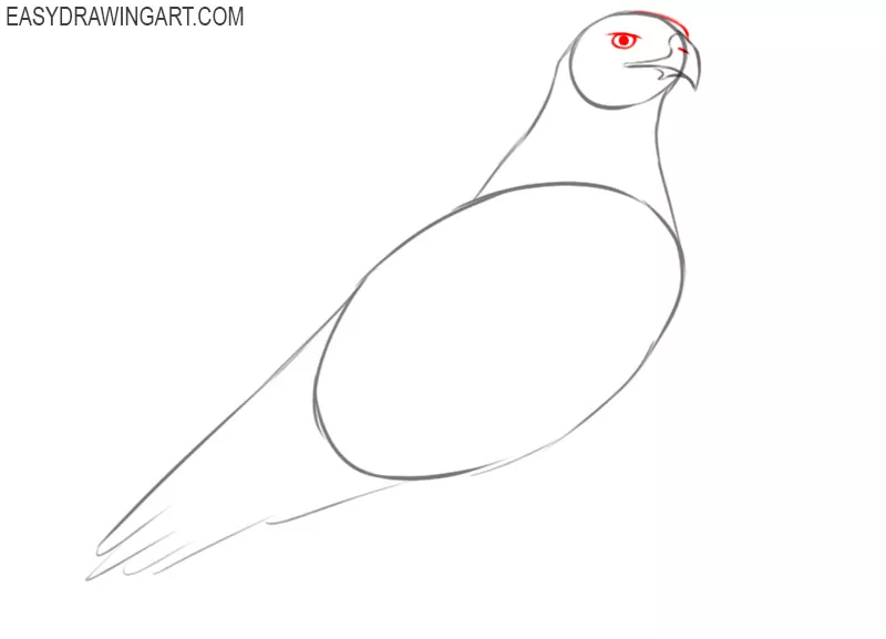 how to draw a hawk body