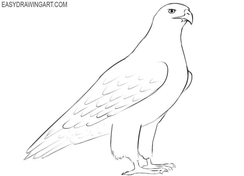 how to draw a simple hawk
