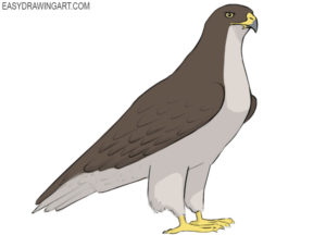 How to draw a hawk
