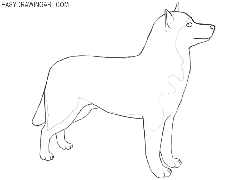 how to draw a husky picture