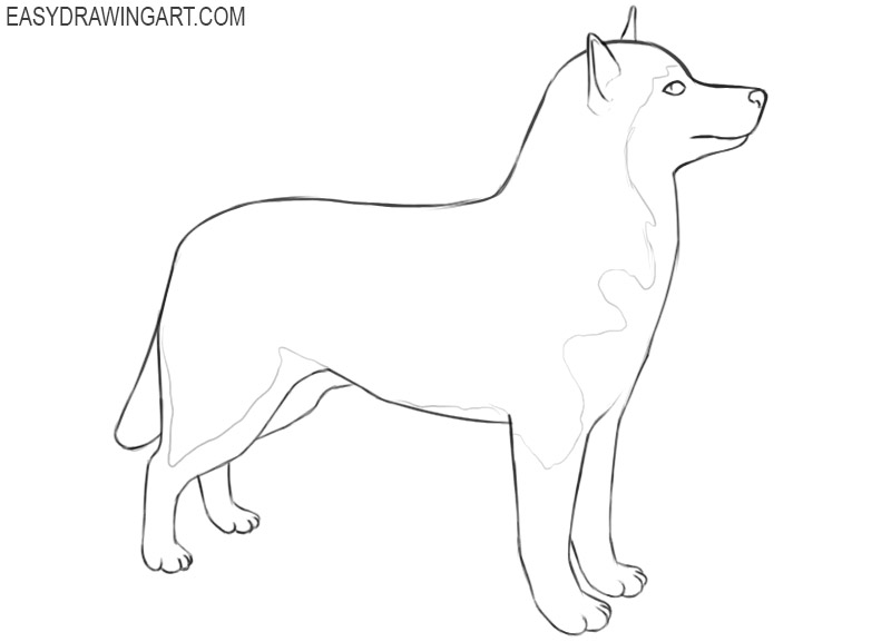 How to draw a husky: step 12