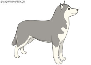 How to draw a husky