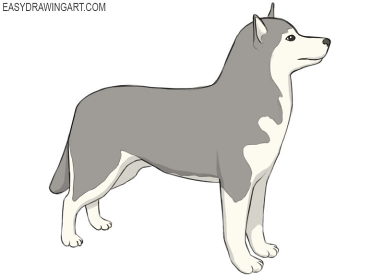 How to draw a husky