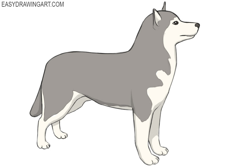 how to draw a husky