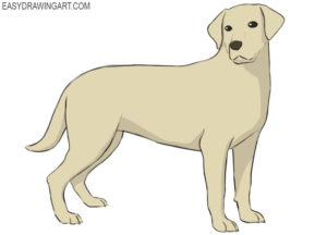 How to draw a labrador