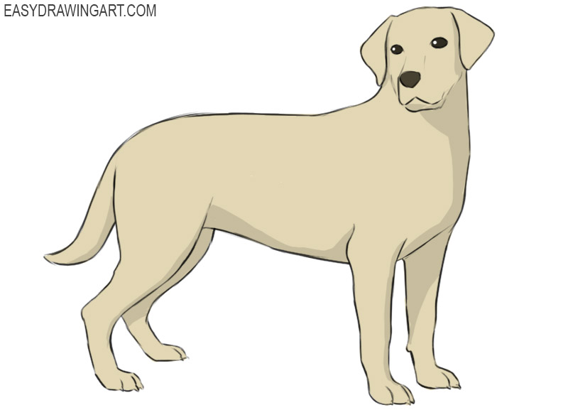 how to draw a labrador
