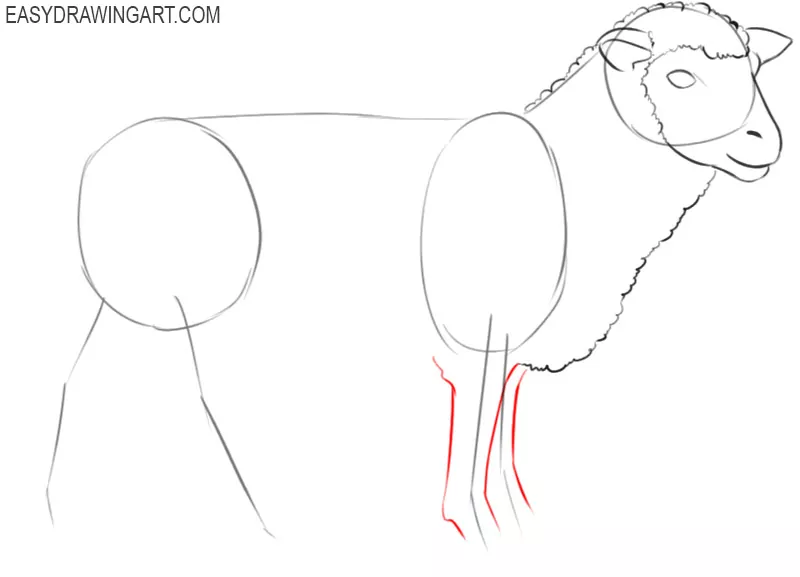 how to draw a little sheep