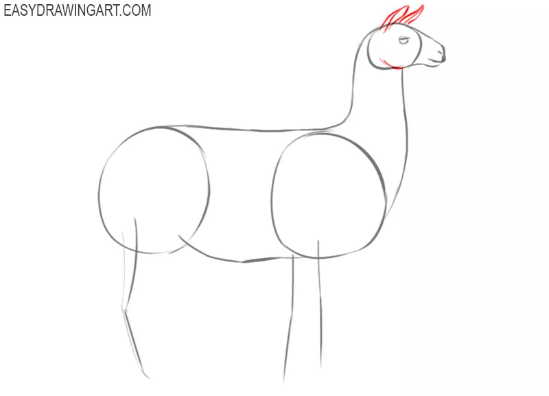 how to draw a llama cartoon