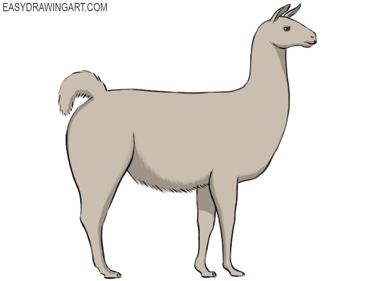 how to draw a llama